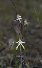 Caladenia denticulata