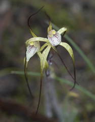 Caladenia denticulata