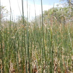 Juncus filiformis