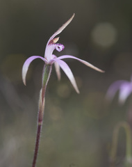 Caladenia hirta rosea