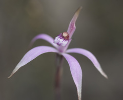 Caladenia hirta rosea