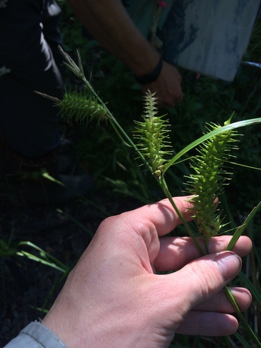 Image of Carex gigantea by no rights reserved