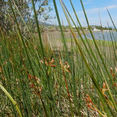 Juncus filiformis