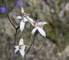 Caladenia longicauda eminens