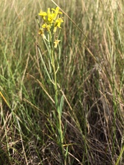 Erysimum inconspicuum