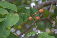 Talisia esculenta