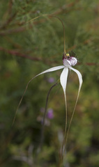 Caladenia longicauda eminens
