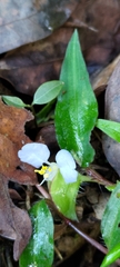 Commelina auriculata