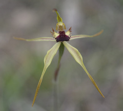 Caladenia longiclavata