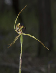 Caladenia longiclavata