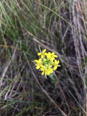 Erysimum inconspicuum