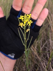 Erysimum inconspicuum