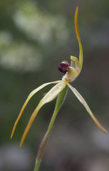 Caladenia magniclavata