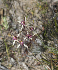 Caladenia polychroma