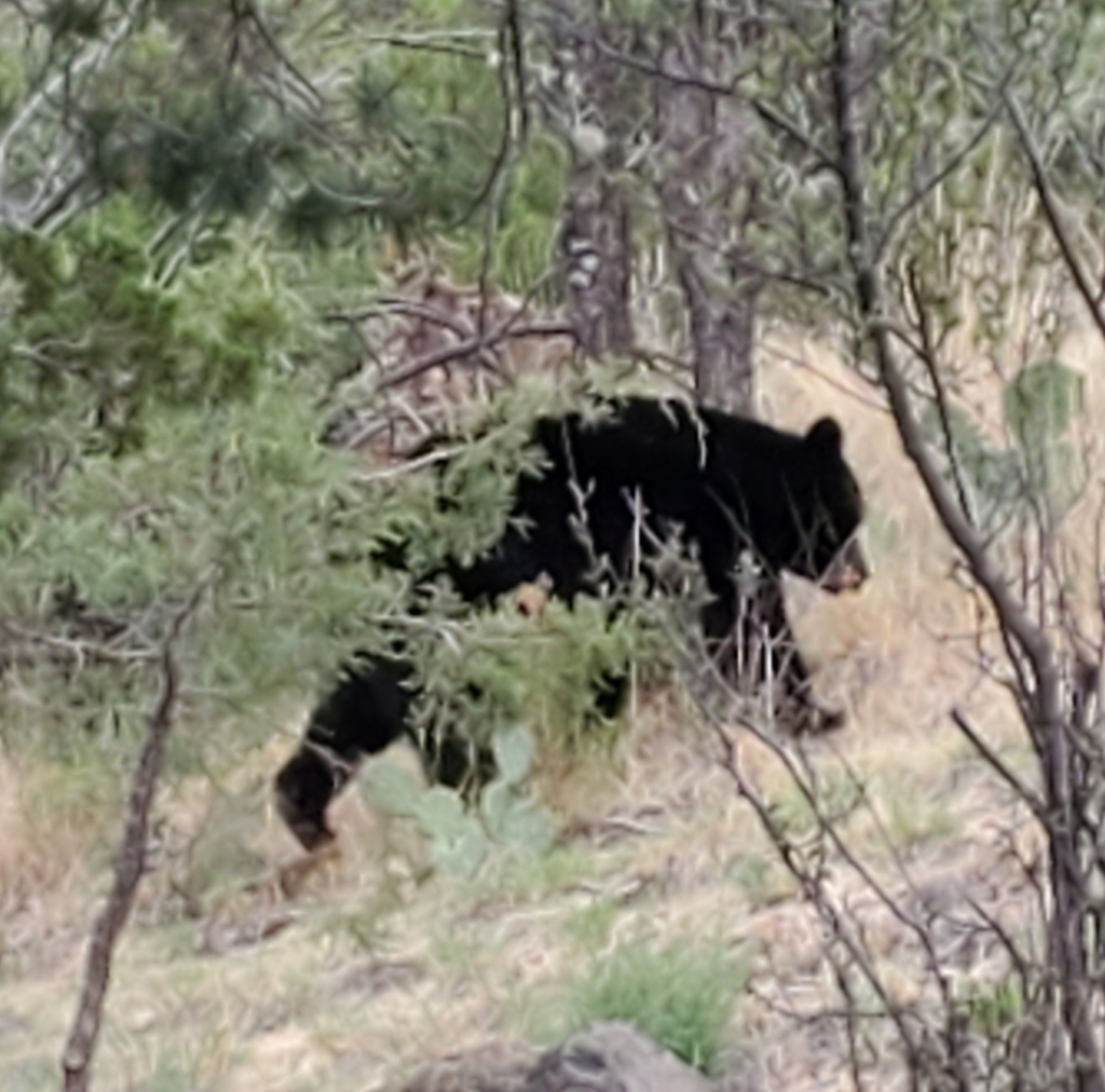 East Mexican Black Bear in June 2022 by firstcoffee · iNaturalist