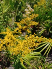Solidago odora