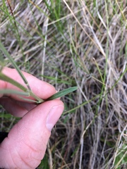 Erysimum inconspicuum