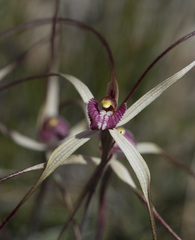 Caladenia polychroma