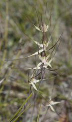 Caladenia polychroma
