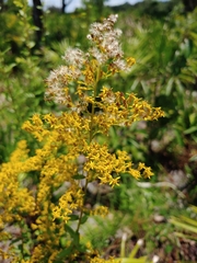 Solidago odora