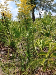 Solidago odora