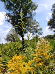 Solidago odora