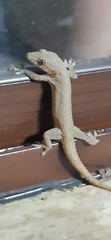 Hemidactylus