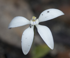 Cyanicula ixioides candida