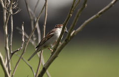 Passer domesticus