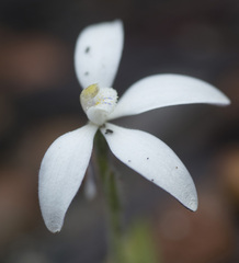 Cyanicula ixioides candida