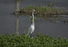 Ardea alba