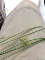 Carex lonchocarpa