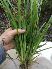Carex lonchocarpa