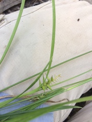 Carex lonchocarpa