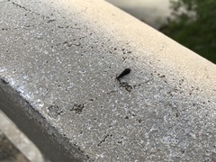 Mystacides sepulchralis