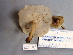 Filoboletus