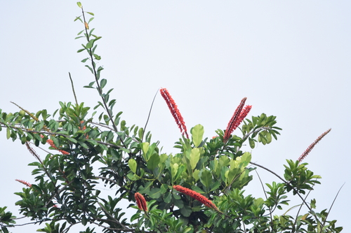 Image of Norantea guianensis by (c) Zac Peterson, some rights reserved (CC BY)