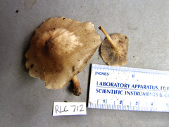 Filoboletus