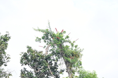 Marcgraviaceae