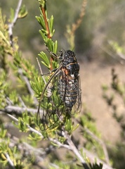Clidophleps wrighti