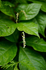 Chloranthus oldhamii
