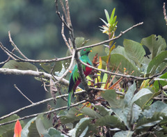 Pharomachrus antisianus