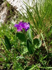 Primula marginata