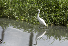 Egretta thula