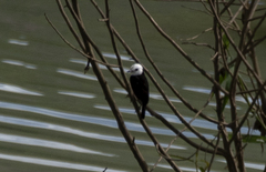 Arundinicola leucocephala