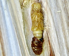 Saperda calcarata