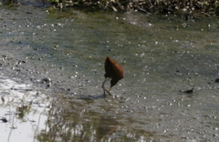 Jacana jacana