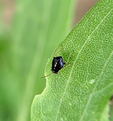 Microtechnites bractatus