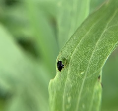 Microtechnites bractatus