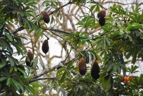 Pachira insignis, photograph 1